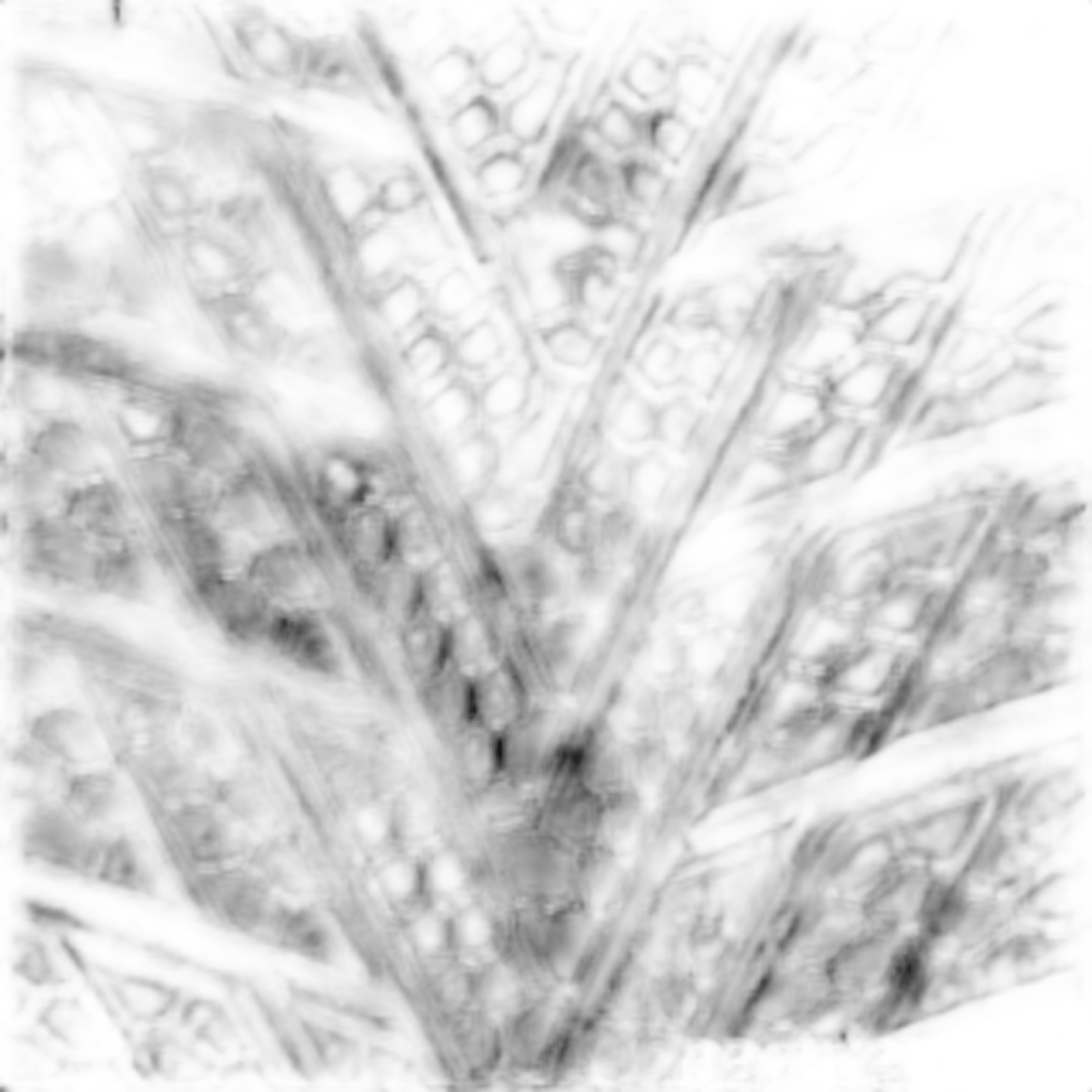 ContiWinterContact TS800