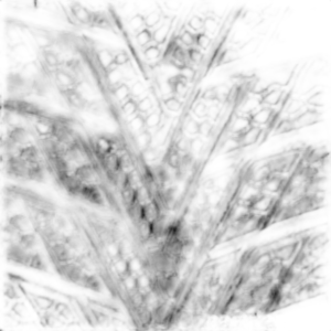 Continental ContiWinterContact TS800