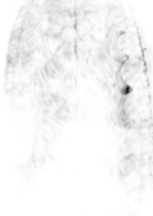 Goodyear Wrangler Adventure